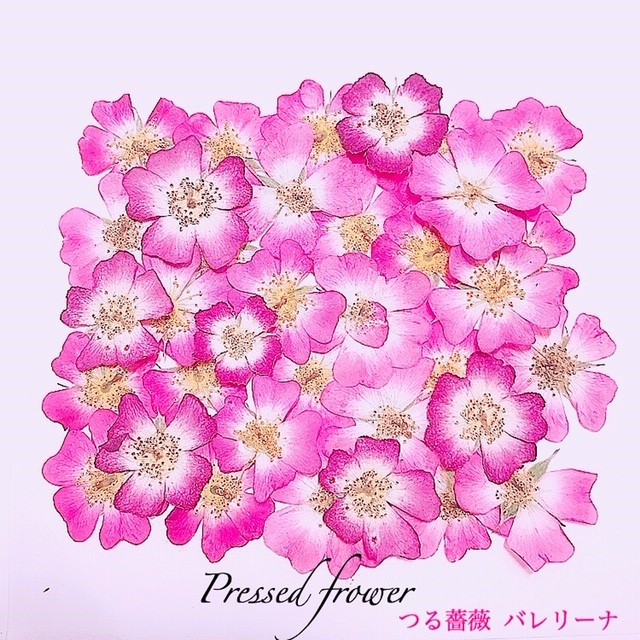 押花(つる薔薇 バレリーナ）